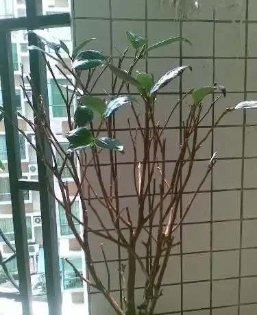 茶花為什麼掉葉子?六大原因及症狀讓你輕鬆應對!