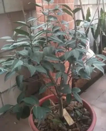 茶花為什麼掉葉子?六大原因及症狀讓你輕鬆應對!