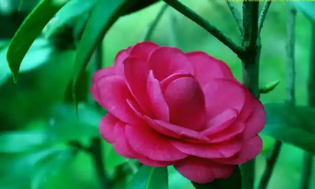 茶花為什麼掉葉子?六大原因及症狀讓你輕鬆應對!