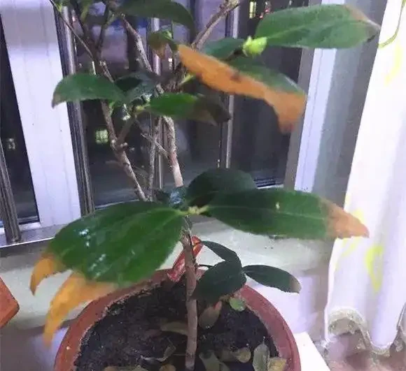 茶花為什麼掉葉子?六大原因及症狀讓你輕鬆應對!