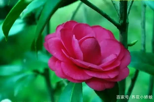 茶花為什麼掉葉子？六大原因及症狀讓你輕鬆應對！