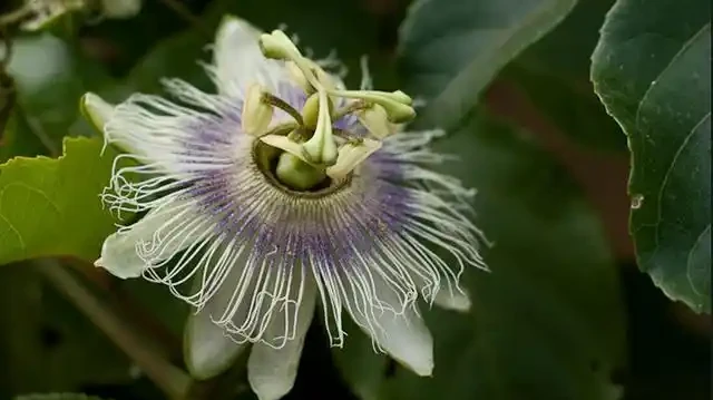 52種非常漂亮的花,每一張都可以作為桌布,你最喜歡哪一種?