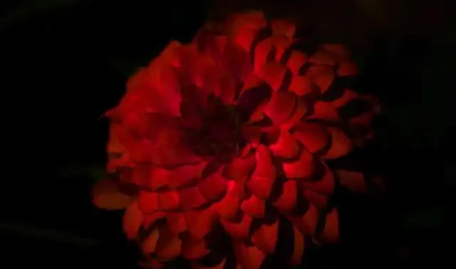 52種非常漂亮的花,每一張都可以作為桌布,你最喜歡哪一種?