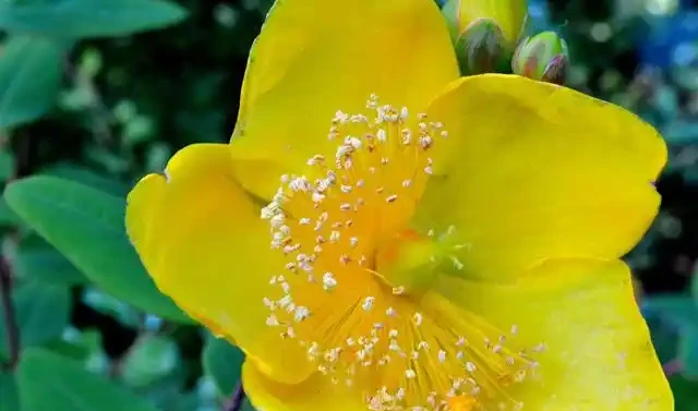52種非常漂亮的花,每一張都可以作為桌布,你最喜歡哪一種?