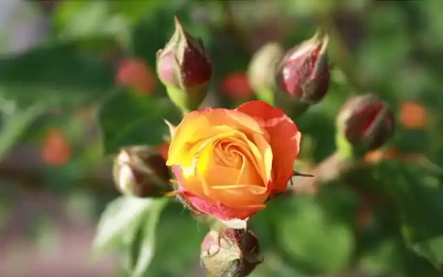 52種非常漂亮的花,每一張都可以作為桌布,你最喜歡哪一種?