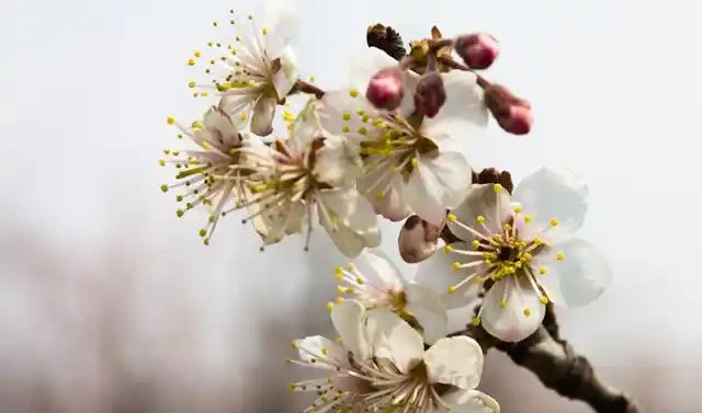 52種非常漂亮的花,每一張都可以作為桌布,你最喜歡哪一種?