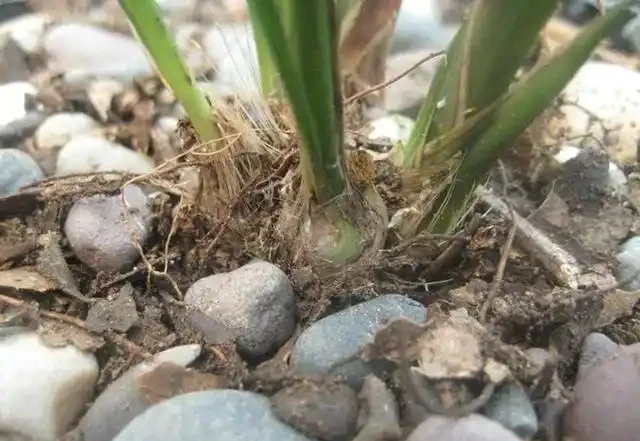 蘭花換盆後葉尖乾枯葉子發黃彆著急,是死是活主要看蘆頭變化!