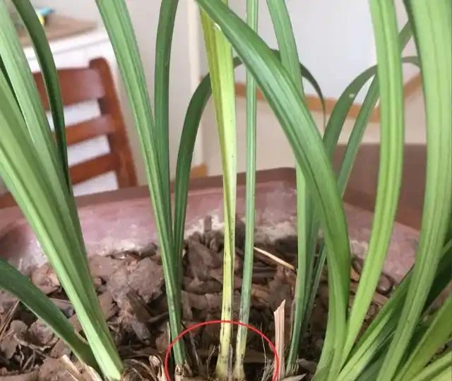 蘭花換盆後葉尖乾枯葉子發黃彆著急,是死是活主要看蘆頭變化!