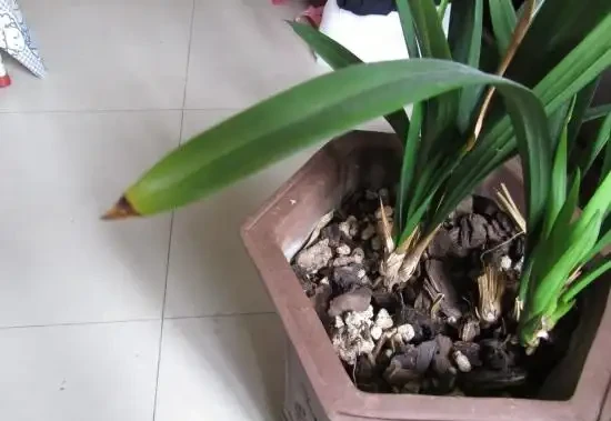 蘭花換盆後葉尖乾枯葉子發黃彆著急,是死是活主要看蘆頭變化!