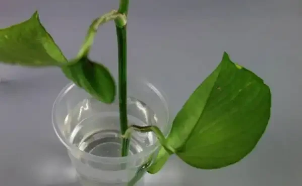 黃金葛剪枝水耕,沾點白糖水,一插就長根!