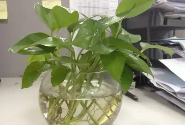 黃金葛剪枝水耕,沾點白糖水,一插就長根!