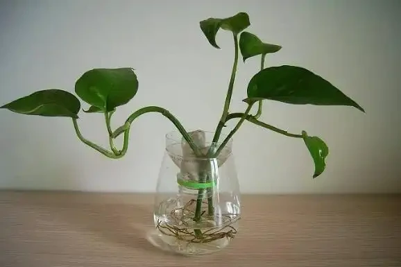 黃金葛剪枝水耕,沾點白糖水,一插就長根!