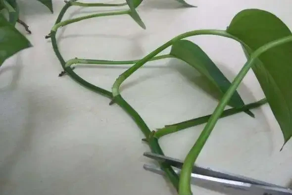 黃金葛剪枝水耕,沾點白糖水,一插就長根!