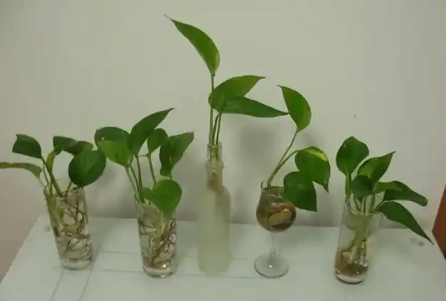 黃金葛剪枝水耕,沾點白糖水,一插就長根!
