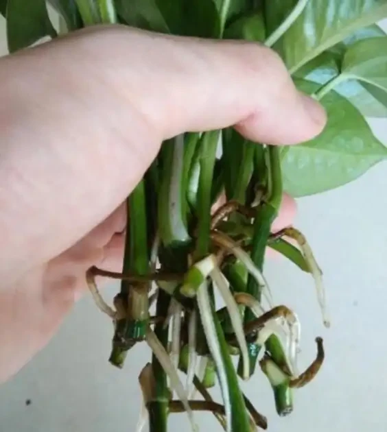 黃金葛剪枝水耕,沾點白糖水,一插就長根!