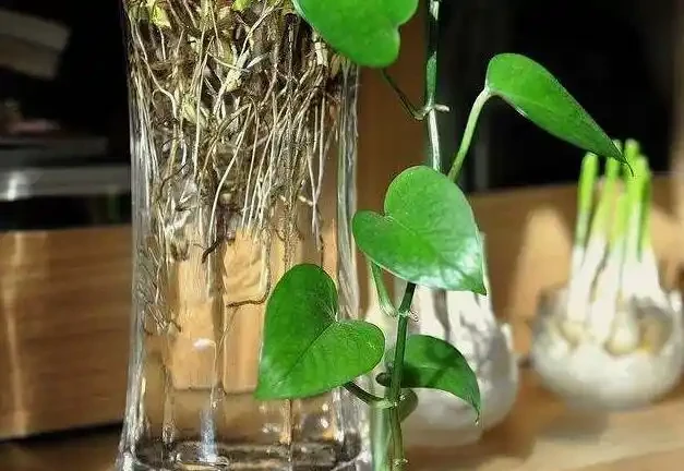 黃金葛剪枝水耕,沾點白糖水,一插就長根!