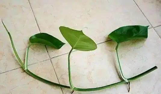 黃金葛剪枝水耕,沾點白糖水,一插就長根!