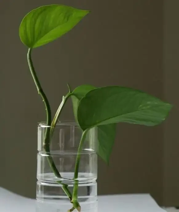 黃金葛剪枝水耕,沾點白糖水,一插就長根!