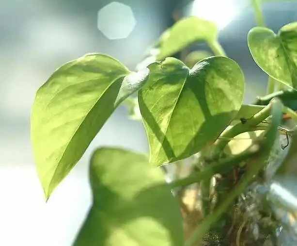 黃金葛剪枝水耕,沾點白糖水,一插就長根!