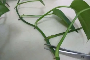黃金葛剪枝水耕，沾點白糖水，一插就長根！