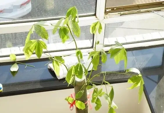 發財樹葉子說黃就黃?仔細看黃葉,治「黃」方法大不同!