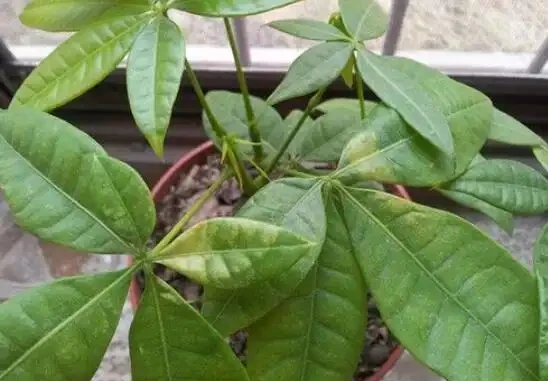 發財樹葉子說黃就黃?仔細看黃葉,治「黃」方法大不同!