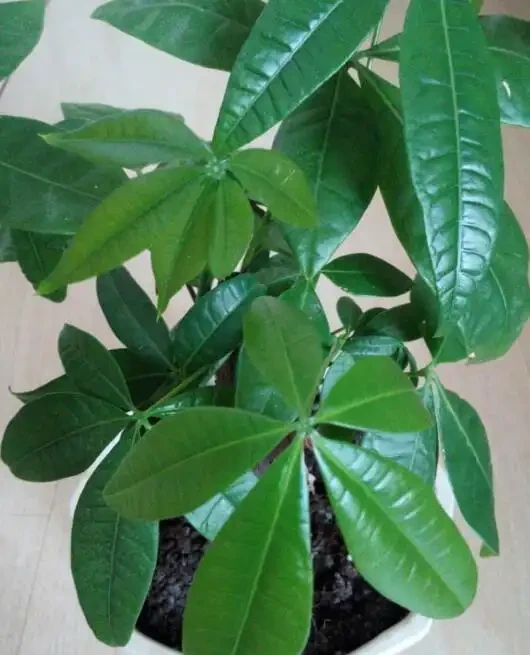 發財樹葉子說黃就黃?仔細看黃葉,治「黃」方法大不同!