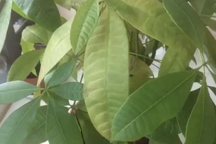 發財樹葉子說黃就黃？仔細看黃葉，治「黃」方法大不同！