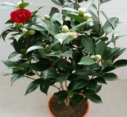 茶花,葉子全部掉光了,還能救活嗎?