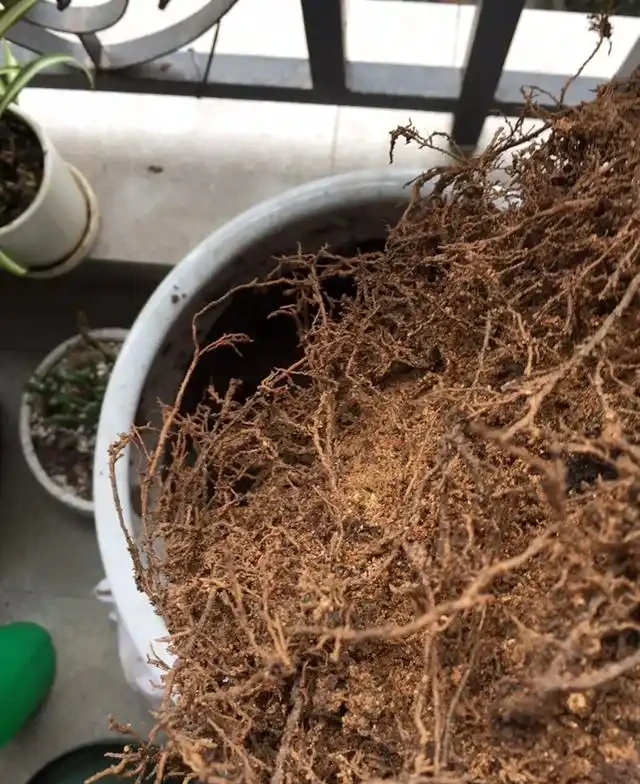 茶花,葉子全部掉光了,還能救活嗎?