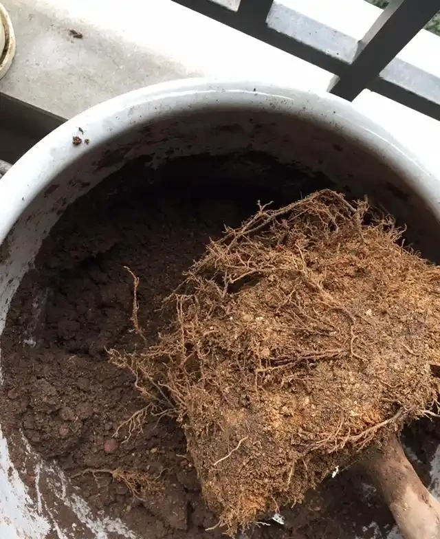 茶花,葉子全部掉光了,還能救活嗎?