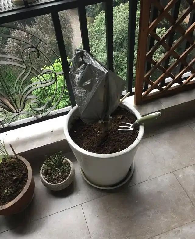 茶花,葉子全部掉光了,還能救活嗎?