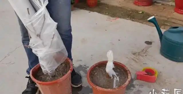 茶花,葉子全部掉光了,還能救活嗎?