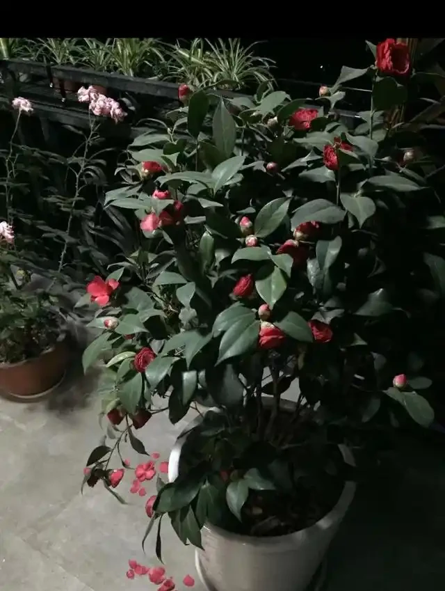 請點選茶花,葉子全部掉光了,還能救活