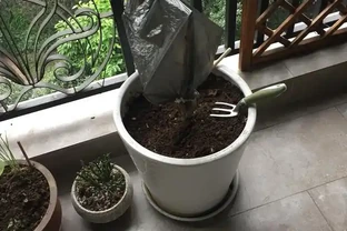 茶花，葉子全部掉光了，還能救活嗎？