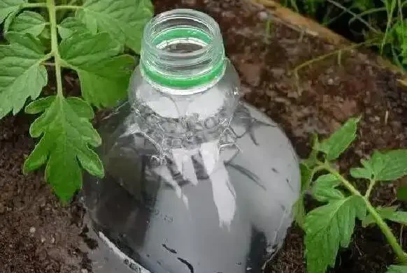 自制簡單自動澆水裝置,小學生都會做,休假就放心去浪吧!