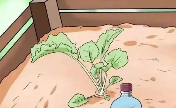 自制簡單自動澆水裝置,小學生都會做,休假就放心去浪吧!