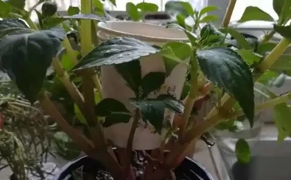 自制簡單自動澆水裝置,小學生都會做,休假就放心去浪吧!