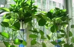 冬天小心這些植物，最好不要把這5種綠植放在臥室裡，還影響睡眠