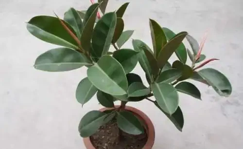 冬天小心這些植物，最好不要把這5種綠植放在臥室裡，還影響睡眠