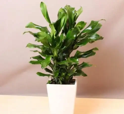 冬天小心這些植物，最好不要把這5種綠植放在臥室裡，還影響睡眠