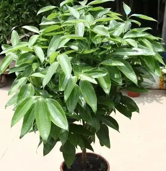冬天小心這些植物，最好不要把這5種綠植放在臥室裡，還影響睡眠