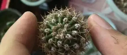 養好仙人掌球,又圓又胖又開花,就靠這幾個小竅門