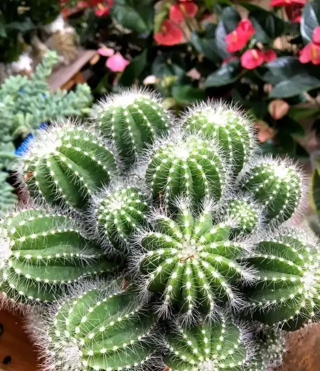 養好仙人掌球,又圓又胖又開花,就靠這幾個小竅門