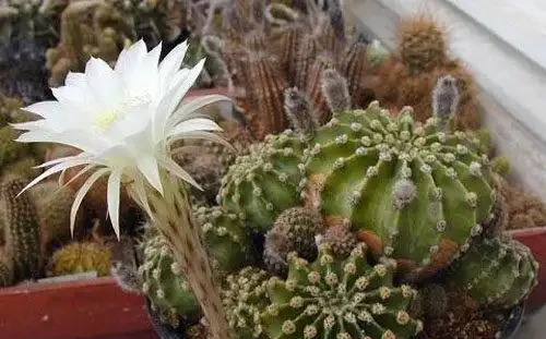 養好仙人掌球,又圓又胖又開花,就靠這幾個小竅門