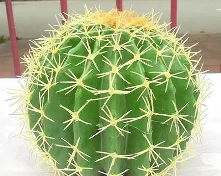 養好仙人掌球,又圓又胖又開花,就靠這幾個小竅門