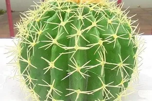 養好仙人掌球，又圓又胖又開花，就靠這幾個小竅門