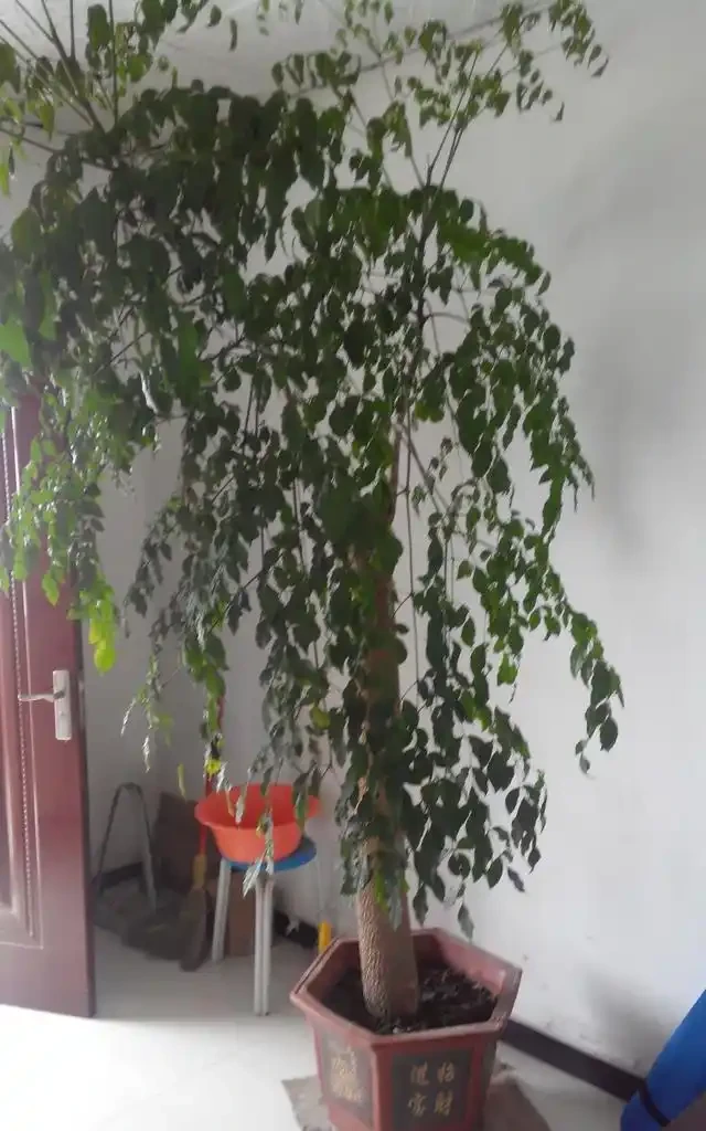 幸福樹葉子乾澀不濃綠,可能這些工作沒有做到位!