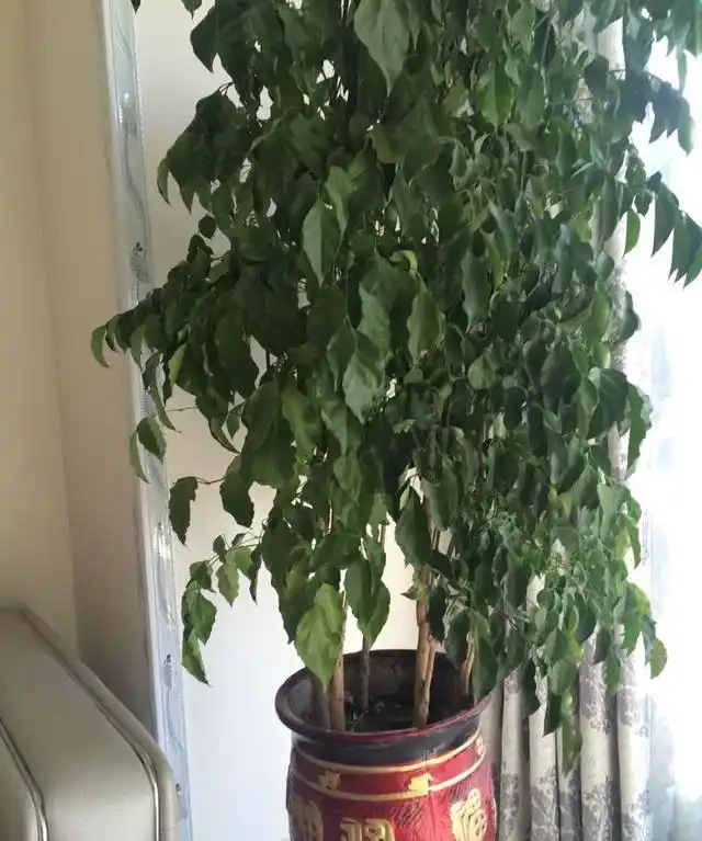 幸福樹葉子乾澀不濃綠,可能這些工作沒有做到位!