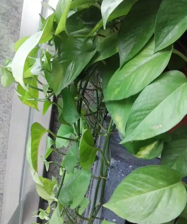 北方冬天這樣養黃金葛,不但能安全過冬還能長長!